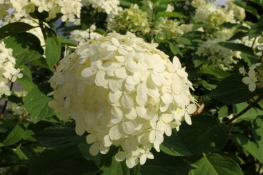 Bahçede çiçek açan beyaz ortanca