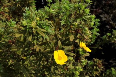 Dasifora 'nın çiçekli çalılığında iki çiçek