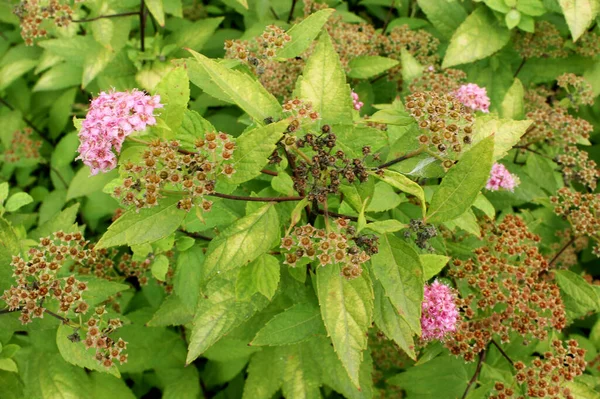 Closeup Pink Milkweed Plant Flowers Green Leaf Background — Stock Photo, Image