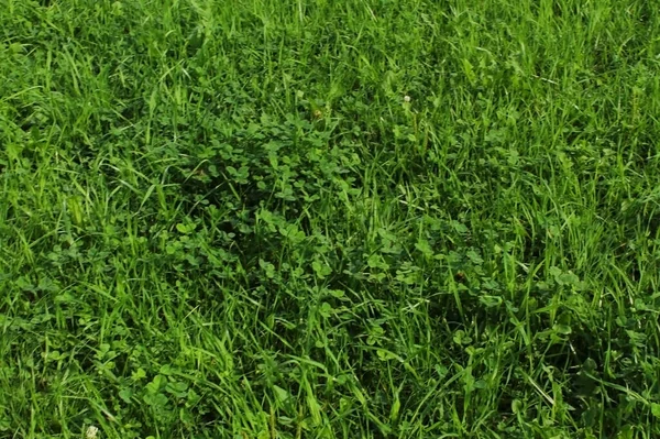 公園の芝生の上の緑の草 — ストック写真