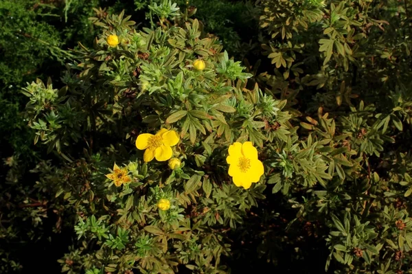 Gelbe Dasifora Blüht Park — Stockfoto