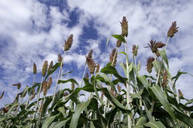 Sorgum Mısır kırpma alanı Mısır ekimi