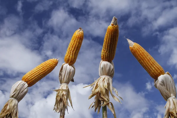Espigas de milho no campo plantado — Fotografia de Stock