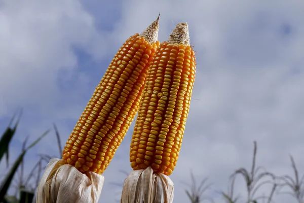 Espigas de milho no campo plantado — Fotografia de Stock