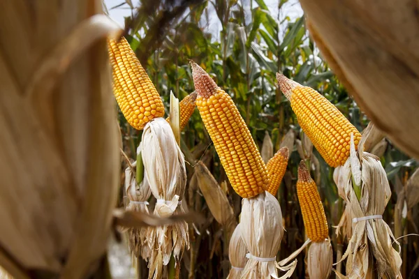 Mazorcas de maíz en el campo plantado — Foto de Stock