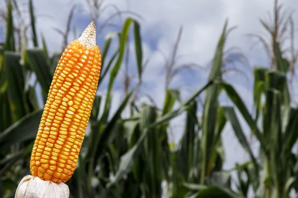 Maiskolben auf bepflanztem Feld — Stockfoto