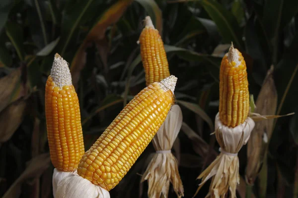 Mazorcas de maíz en el campo plantado — Foto de Stock