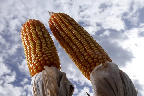 Mazorcas de maíz en el campo plantado — Foto de Stock