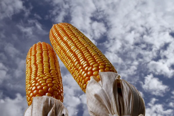 심은 필드에 옥수수 cobs — 스톡 사진