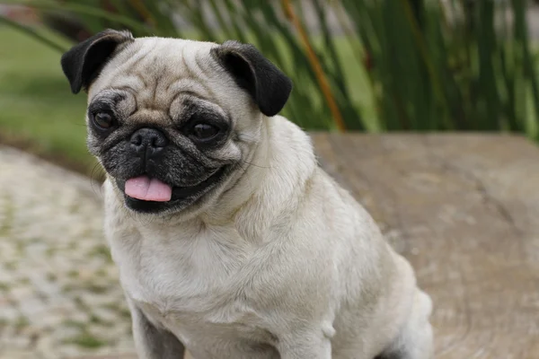 Pug dog race course smiling for camera — Stock Photo, Image