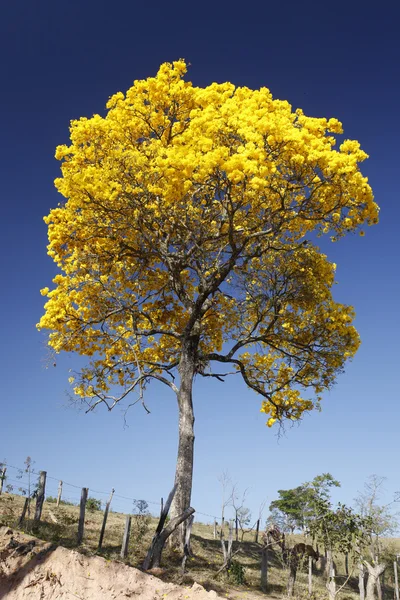 Bloom ayrıntı sarı IPE mavi gökyüzü ile