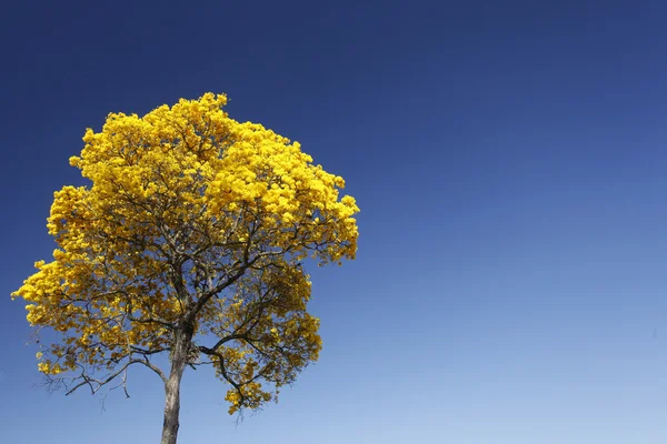 꽃 세부 노란색 ipe 푸른 하늘 — 스톡 사진