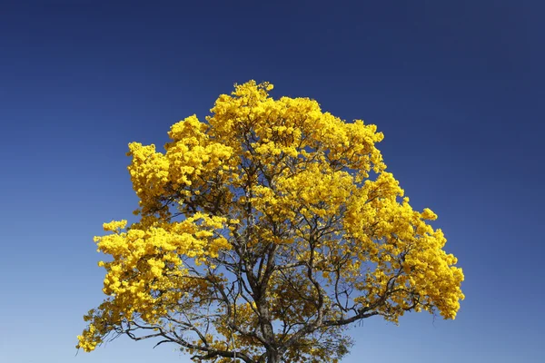 Цветущие детали желтый козырек с голубым небом — стоковое фото