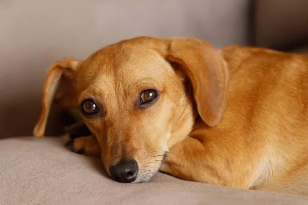 Cachorro Pequeño Perro Perro Salchicha Acostado Tranquilo Color Amarillo Raza —  Fotos de Stock