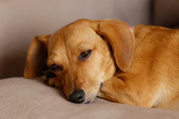 Cachorro Pequeño Perro Perro Salchicha Acostado Tranquilo Color Amarillo Raza —  Fotos de Stock