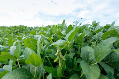 Soya fasulyesi ve soya tohumu sıra sıra yetişiyor hasat için hazır.