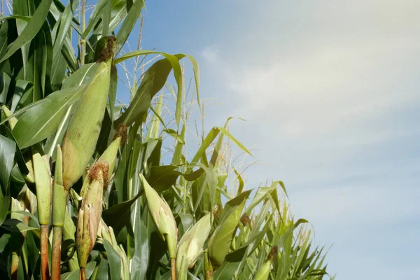 Vista Diurna Delle Colture Mais Concetto Agricoltura — Foto Stock