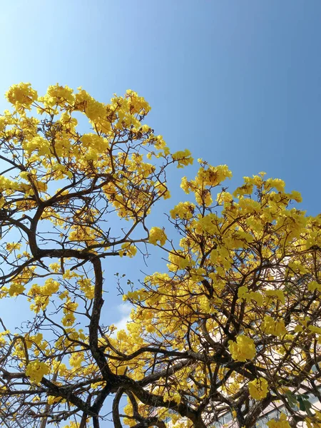 Sarı Ipe Ağacında Parlak Mavi Gökyüzü Ile Çiçek Detayı — Stok fotoğraf