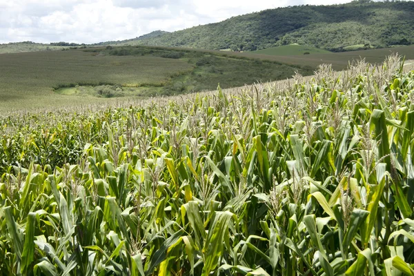 Milho cornfield lavoura — Stock Photo, Image