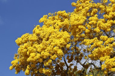Bloom ayrıntı sarı IPE mavi gökyüzü ile