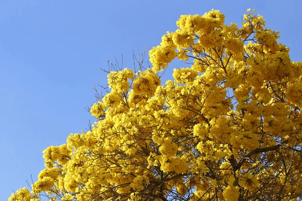 Kvetou ipe detail žlutá s modrou oblohou — Stock fotografie