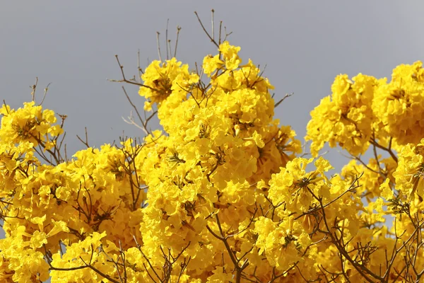 Ipe detail žlutý květ s šedou oblohou — Stock fotografie