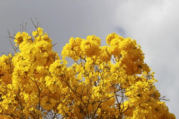 Dettaglio fiore ipe giallo con cielo grigio — Foto Stock