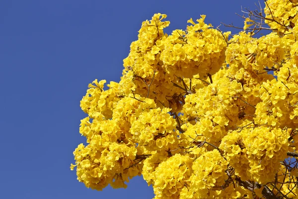 Bloom ayrıntı sarı IPE mavi gökyüzü ile — Stok fotoğraf