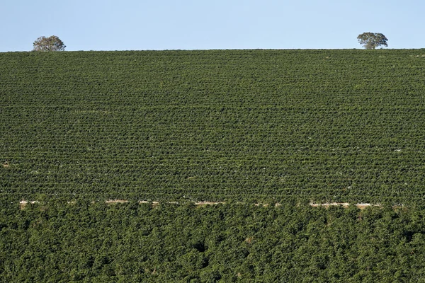 Farma kávové plantáže v Brazílii — Stock fotografie