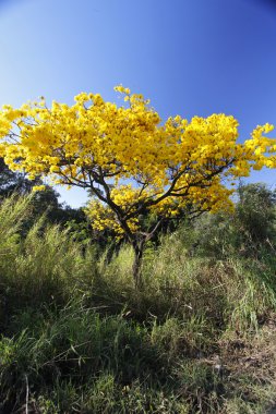 Çiçekli sarı IPE ağaç ormanda