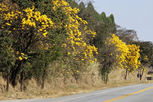 Цветущее желтое ипповое дерево на дороге — стоковое фото