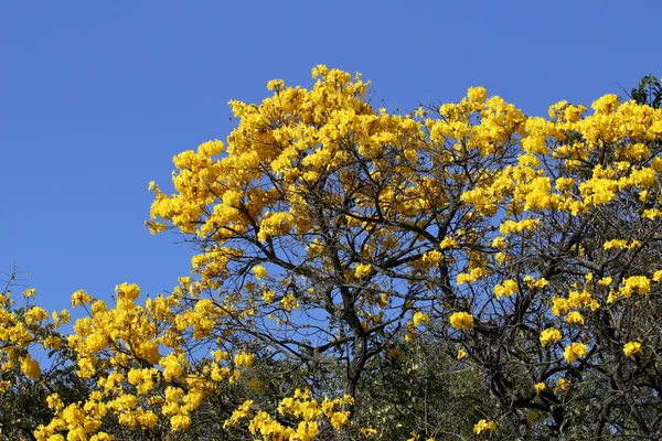 Kvetou ipe detail žlutá s modrou oblohou — Stock fotografie