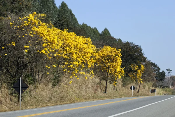 Fiore ipe giallo sulla strada — Foto Stock