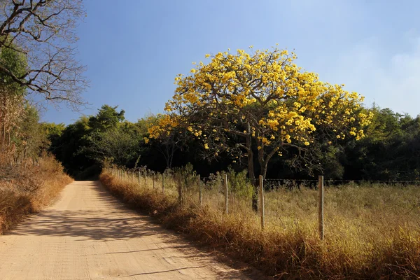 Florido amarelo ipe árvore na estrada — Fotografia de Stock