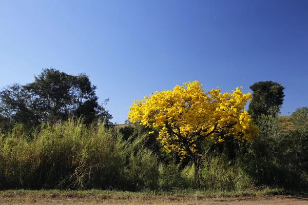 Цветущее жёлтое дерево в лесу — стоковое фото