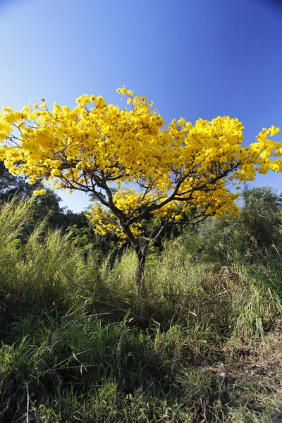 Çiçekli sarı IPE ağaç ormanda