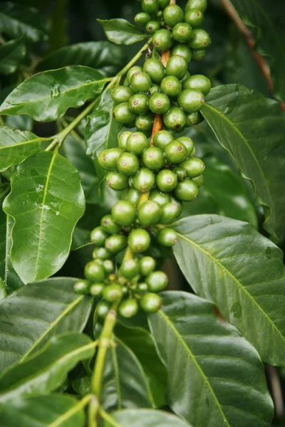 Plantación de café —  Fotos de Stock