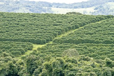Çiftlik kahve plantasyon Brezilya