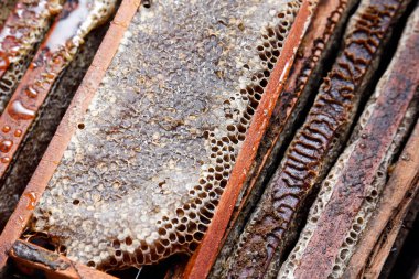 Taze bal petekleri olan kutular, arıcılık, doğal üretim, sağlıklı gıdalar ve çevresel sürdürülebilirlik projeleri için mükemmel.