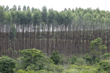 Brezilya plantasyondan okaliptüs