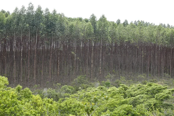 Eucalyptus plantation from Brazil