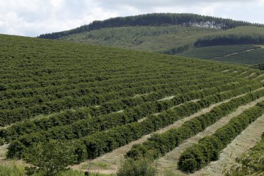 Çiftlik kahve plantasyon Brezilya
