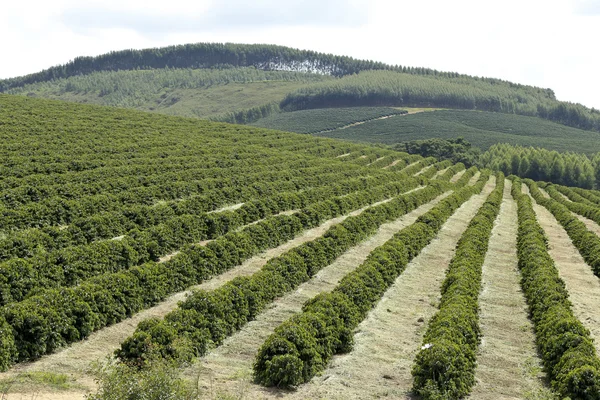 Çiftlik kahve plantasyon Brezilya
