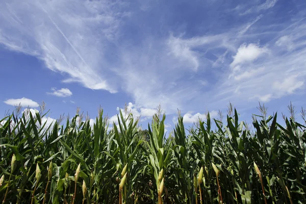 Coltivazione di mais. Campo di grano . — Foto Stock