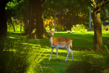 Vahşi doğadaki genç, nadas geyiği