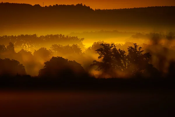 Aamunäkymä Sumuun Metsässä — kuvapankkivalokuva