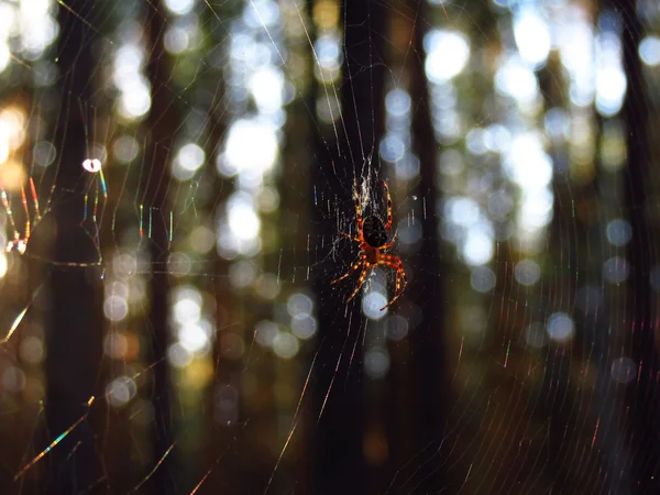 Spider koesteren in de zon — Stockfoto