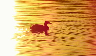 duck on the pond at sunset