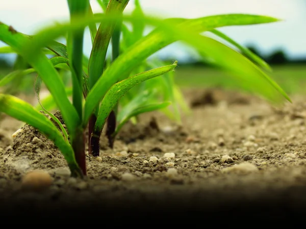 Foto closeup dari ladang jagung muda — Stok Foto