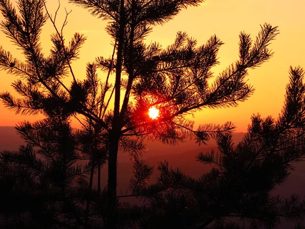 Захід сонця, що сяє через вічнозелений — стокове фото